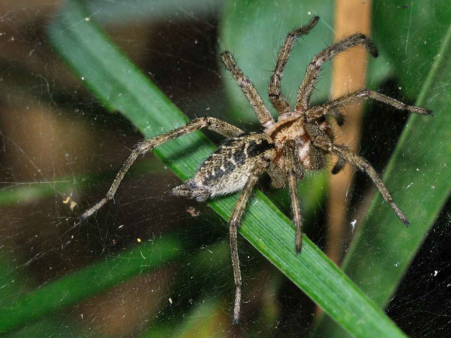 Agelena labyrinthica